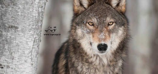 تحقیق در مورد گرگ ها و ویژگی های آنها